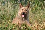 BOUVIER DES ARDENNES 381